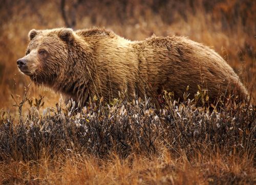 State senators introduce California Grizzly Restoration Act